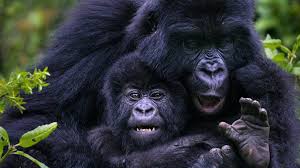 Uganda vs Congo Gorilla Trekking